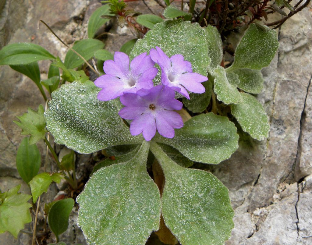 Primula albenensis / Primula del M. Alben